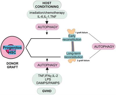 An Overview of Autophagy in Hematopoietic Stem Cell Transplantation